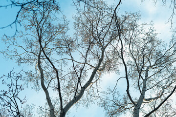Tree branches and the sky