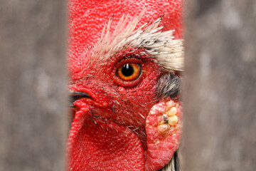 eye close up of a rooster