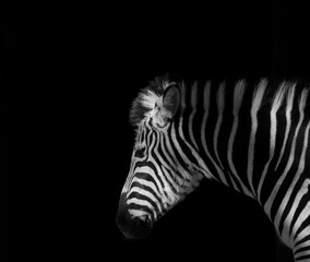 zebra close up in  zoo © bektasss