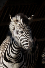 zebra close up in  zoo