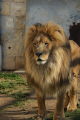lion in the zoo