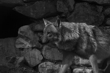 wolf in the zoo
