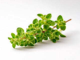 Fresh herbs in a pot with green plant isolated on a white background
