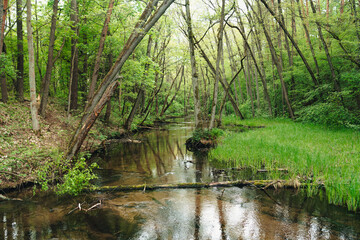 Bory Tucholskie national park, spring in Bory Tucholskie, Scieżka przyrodniczo-dydaktyczna nad  rzeką Stążką, Poland