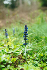 blue flowers in Bory Tucholskie during spring time in May, Bory Tucholskie national park,Poland