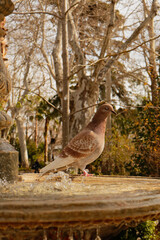 pigeon on the fountain