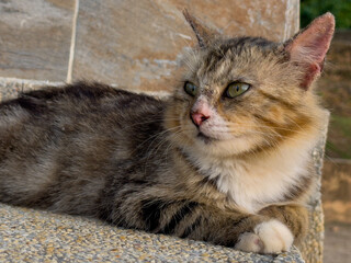 A brown and white tabby cat with green eyes rests serenely on a textured concrete surface, looking off to the right with a soft, natural background.