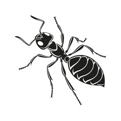 ant vector illustration