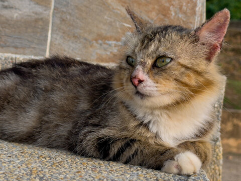 A brown and white tabby cat with green eyes rests serenely on a textured concrete surface, looking off to the right with a soft, natural background.