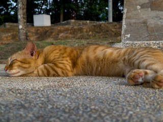 An orange tabby cat lies stretched out on a pebbled concrete surface, with its eyes closed in a relaxed state, and a blurred natural background.