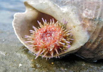 Kleiner Seeigel in einem Wellhornschneckengeh&auml;use im Watt an der Nordsee
