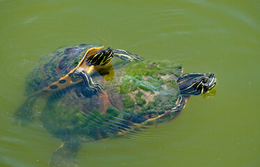 Baby turtle riding on mom's back