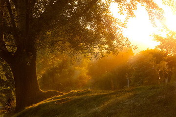 Obraz premium sunset in the woods