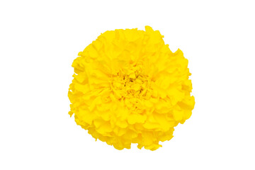 Vibrant Yellow Marigold Bloom Isolated on Transparent Background for Floral Design