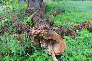 Fototapeta premium Close-up of a broken tree trunk lying on green grass after being cut or fallen. Visible damage, bark texture, and splintered wood convey natural decay and storm aftermath