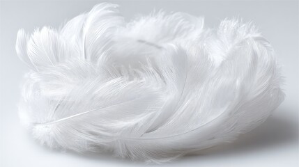 Obraz premium Elegant White Feather Ornament