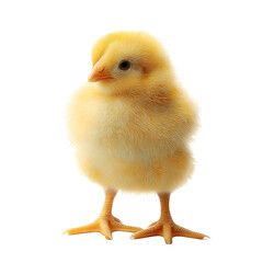 Fototapeta premium A yellow chicken , isolated on transparent background, png