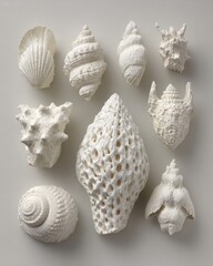Elegant Display Of White Shells