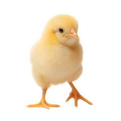 A yellow chicken , isolated on transparent background, png