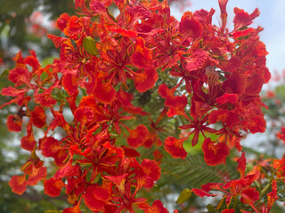 flowers blooming on a flamboyant tree
