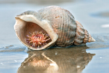 Kleiner Seeigel in einem Wellhornschneckengeh&auml;use im Watt an der Nordsee