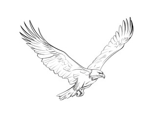 Obraz premium An elegant line art rendering of an eagle in flight, a symbol of freedom, vision, and power.