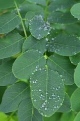 Fresh green leaves with raindrops after summer rain. Close-up and soft focus view of natural moisture, foliage texture, and peaceful countryside background