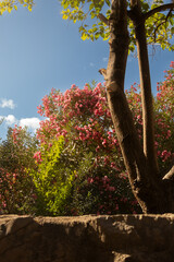 aesthetic shot of pink roses on sunny day