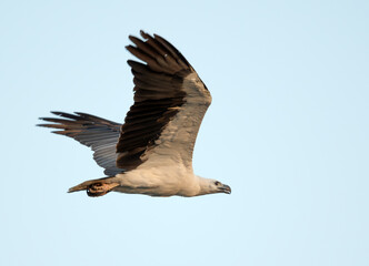 White belly fish Eagle