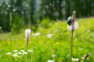 Summer meadow with golden rose beetle by pollinate the blooming flower. an grass.