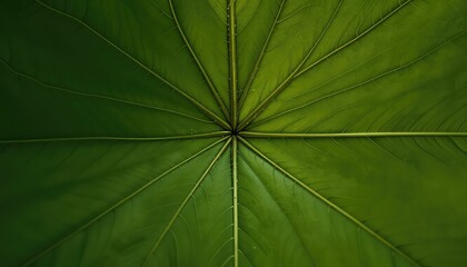 Macro shot of a verdant leaf displaying intricate veins and radial structure, revealing natures organic patterns