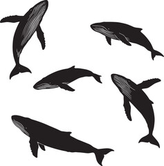 Vector set of black humpback whale silhouettes in various swimming and diving poses, isolated on white. Marine mammal icon collection.