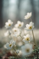 Delicate White Flowers In Soft Light