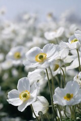 Close Up White Flowers With Dew Drops