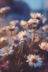 Closeup White Daisies In Sunlight
