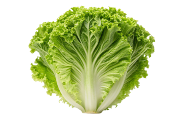 Fresh vibrant green lettuce head showcasing crisp leafy texture perfect for healthy culinary inspiration and vibrant salads