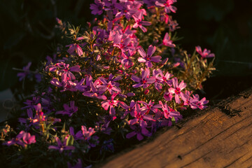 pink flowers in the garden