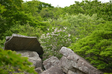 Syringa pubescens subsp. patula Jeonghyangnamu used in aromatherapy and pain relief. Photographed...