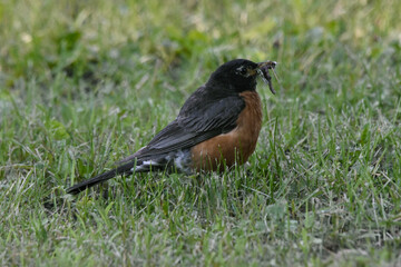 La Plaine 1 Août 2025