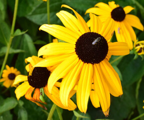 yellow flower in the garden