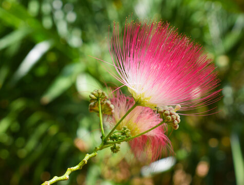 pink silk tree