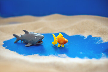 The concept of psychology. Sand
therapy. Shark figurines swimming after a goldfish, on the sand in...