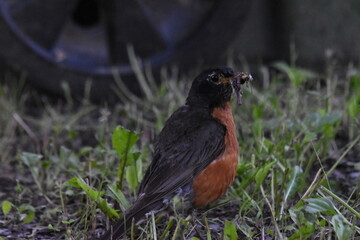 La Plaine 1 Août 2025