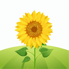 Sunflower blooming naturally in a vibrant field nature bright and cheerful environment
