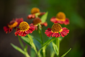 Kwiaty dzielżan w ogrodzie, sezon letni.