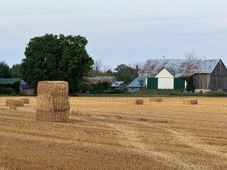 Hay bails in a farmers field