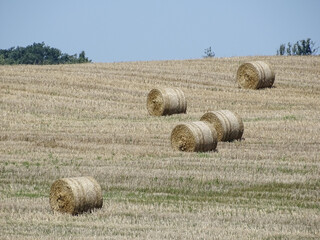 Hay bales in the field during summer. In Romania