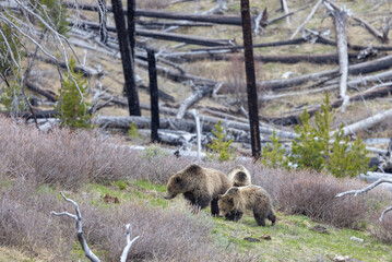 Sow Grizzly with Cubs in Springtime in Yellowstone National Park Wyoming