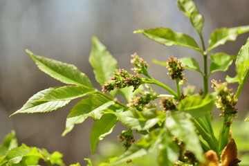 Fraxinus mandshurica bark used for joint pain relief and inflammation, Korea