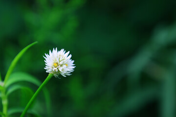 Close-up of Alternanthera philoxeroides (Alligator Weed) blooming in natural habitat, invasive...